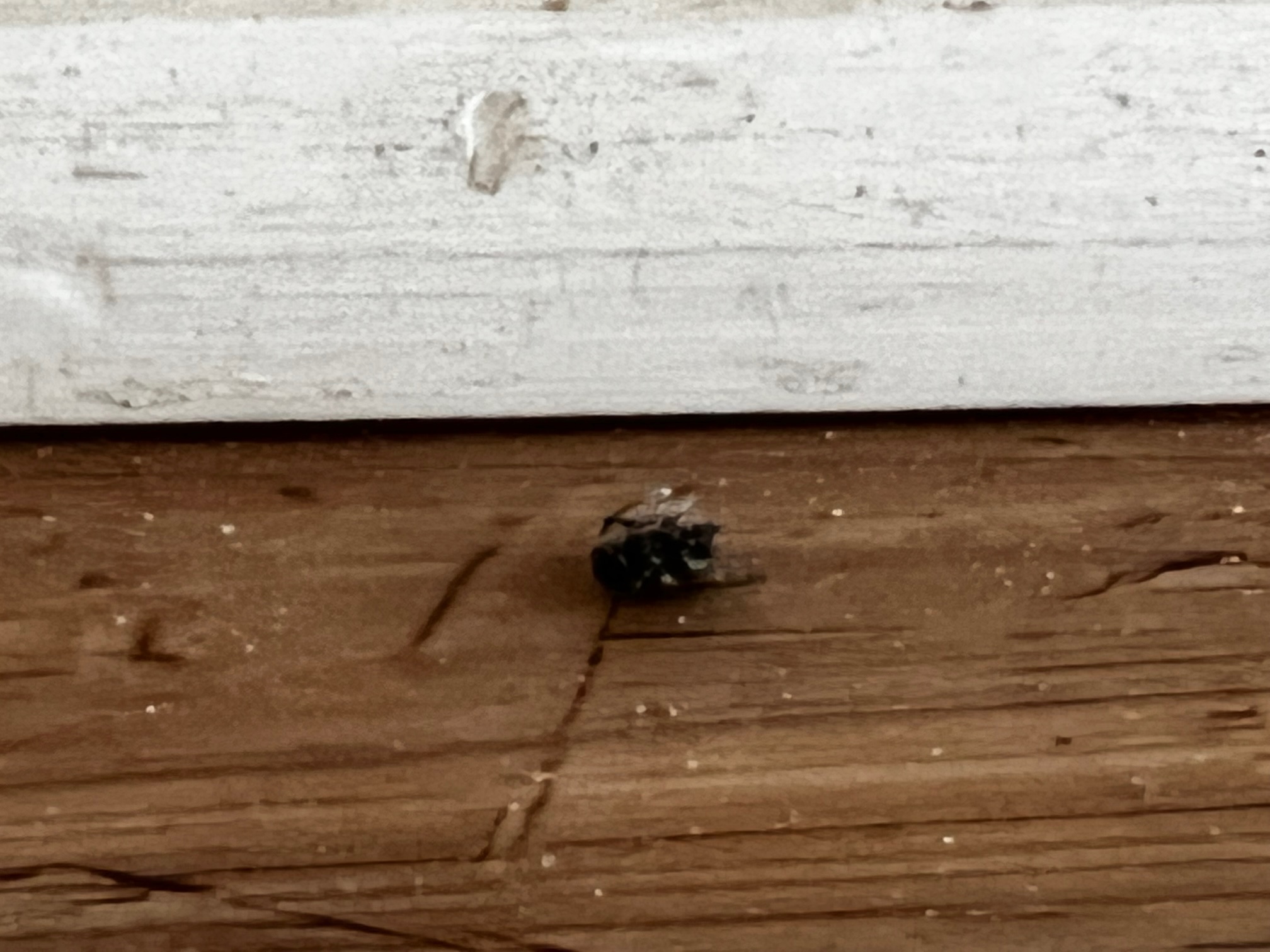 best grandparent gift ideas - bug a salt - for granddad