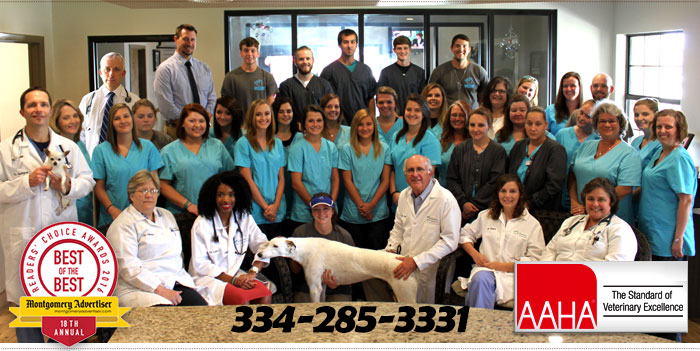 Cobbs Ford Pet Health Team