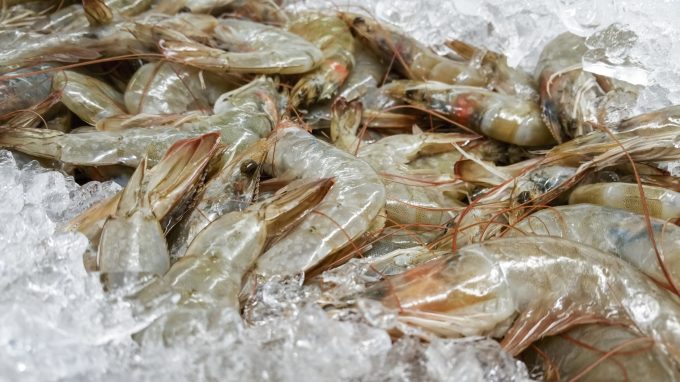 Fresh Shrimp for sale Prattville, AL