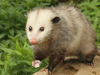 Opossum removal service in Prattville, AL